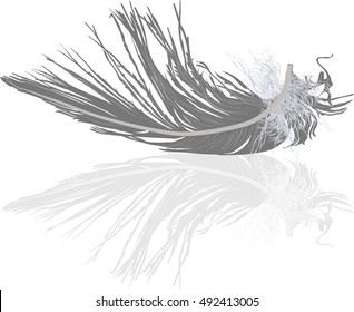 illustration with grey feather isolated on white background