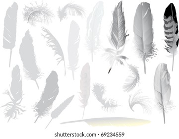 illustration with grey feathers isolated on white background