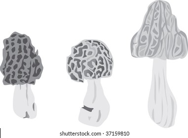 illustration with grey fungus isolated on white background