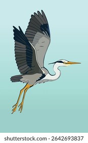 
an illustration of a grey Heron in Flight. He is just taking of