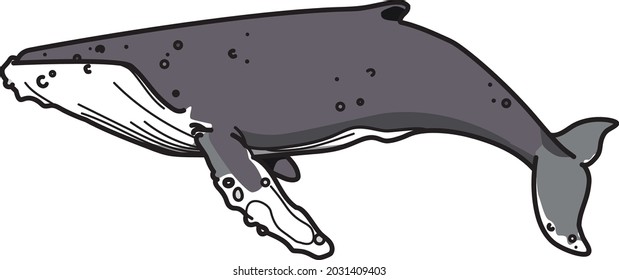 illustration of a grey humpback whale