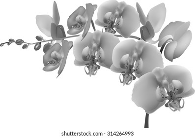 illustration with grey orchid branch on white background