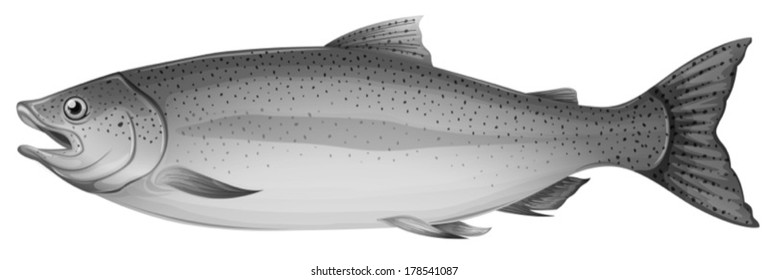 Illustration of a grey trout fish on a white background