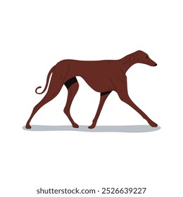 Ilustração de galgo. Caça a vetores ou raça de cães de corrida. Pose doméstica de animal de estimação. Canino de raça pura para caçar. Inglês coursing pedigree or purered animal. Imagem de biologia e signo de zoologia, cartão de cinologia