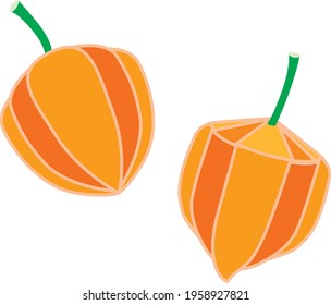 Illustration of the ground cherry