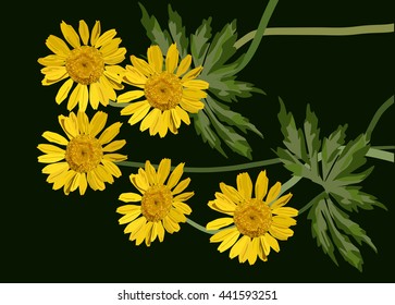 illustration with group of coltsfoot flowers isolated on black background