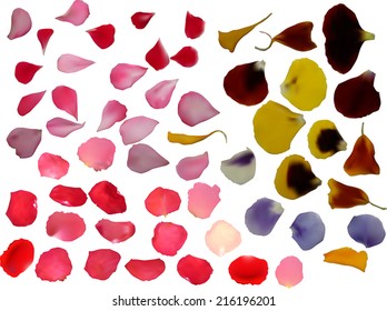 illustration with group of flower petals isolated on white background