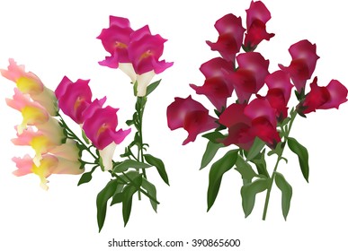 illustration with group of flowers isolated on white background