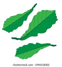 An Illustration of group of green oak leaves isolated on a white background