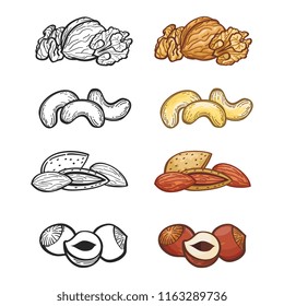 Illustration of group of popular nuts. Outline and color nuts vector set