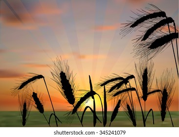 ilustración con grupo de oídos de trigo al fondo de la puesta de sol