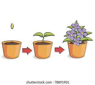 Illustration of growing flower in pot