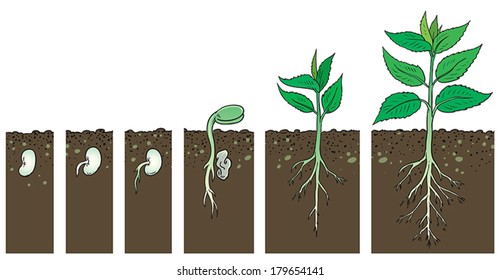 25,673 Root outline Images, Stock Photos & Vectors | Shutterstock