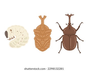 Illustration of the growth of beetles (larva, pupa, adult).