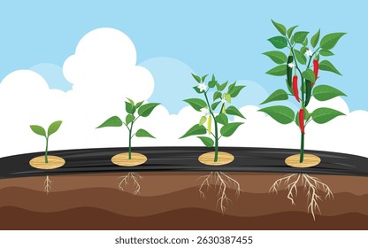 Illustration of the growth of a chili plant. Vector.