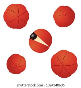 Illustration of the guarana