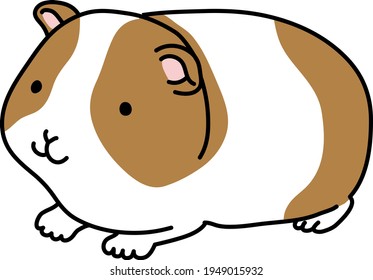 Illustration of a guinea pig