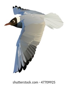 illustration with gull isolated on white background