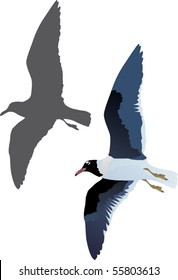 illustration with gull and shadow isolated on white background
