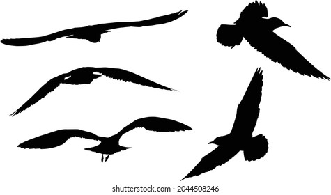 illustration with gull silhouette collection isolated on white background