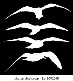 illustration with gull silhouette collection on black background