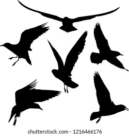 Illustration Gull Silhouette Collection On White Stock Vector (Royalty ...