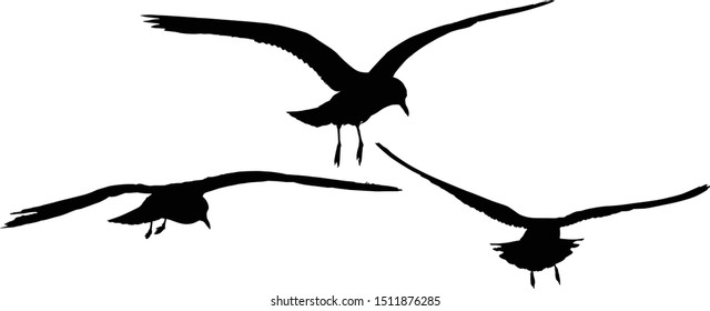 illustration with gull silhouette collection on white background