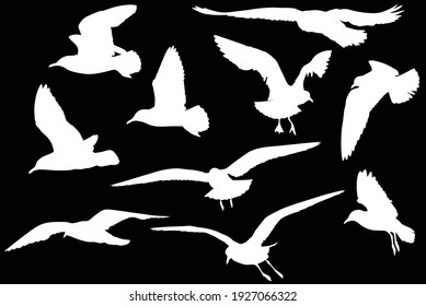 illustration with gull silhouette collection on black background