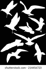 illustration with gull silhouette collection on black background