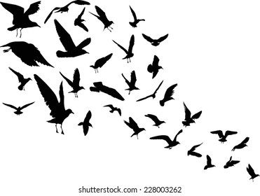 illustration with gull silhouette collection on white