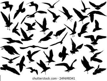 illustration with gull silhouette collection on white