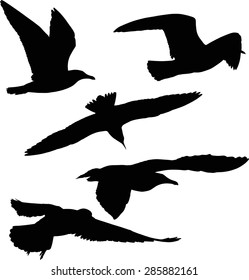 illustration with gull silhouette collection on white