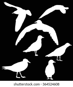 illustration with gull silhouette collection on black background