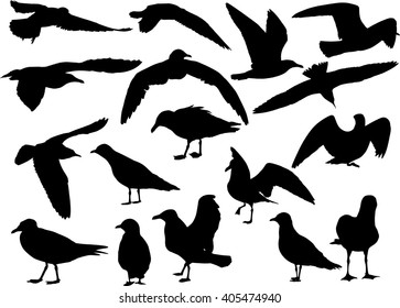 illustration with gull silhouette collection on white