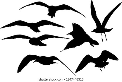 illustration with gull silhouettes collection isolated on white background