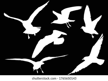 illustration with gull silhouettes collection on black background