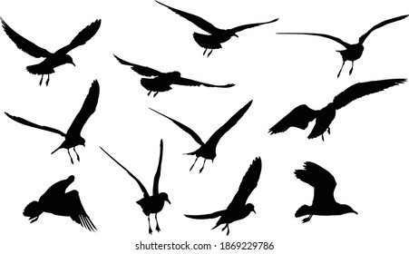 illustration with gull silhouettes collection on white
