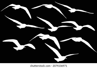 illustration with gull stage of flight silhouettes collection isolated on black background