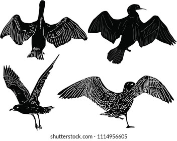 illustration with gulls collection isolated on white background