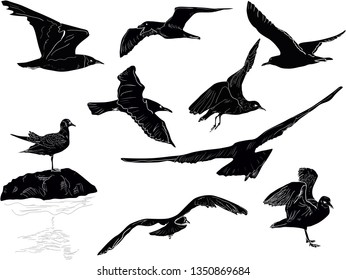 illustration with gulls collection isolated on white background