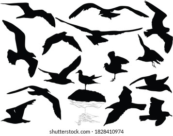 illustration with gulls collection isolated on white background