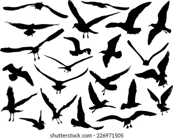 illustration with gulls collection isolated on black background