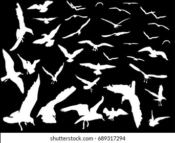 illustration with gulls collection isolated on black background