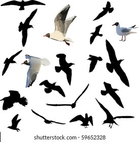 illustration with gulls collection on white