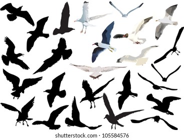 illustration with gulls isolated on white background