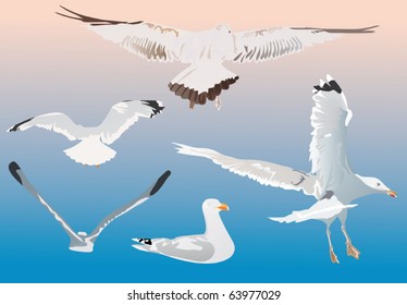 illustration with gulls on blue background