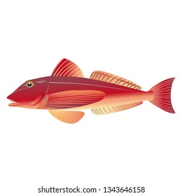 Illustration of the gurnard