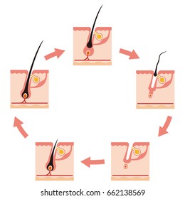 Illustration of a hair cycle