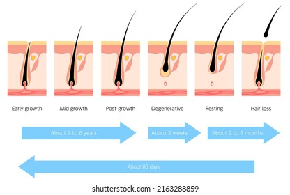 Illustration of the hair cycle and hair growth cycle