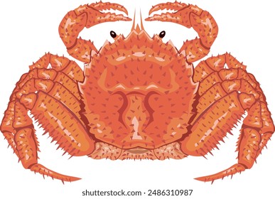 It is an illustration of a hairy crab.
